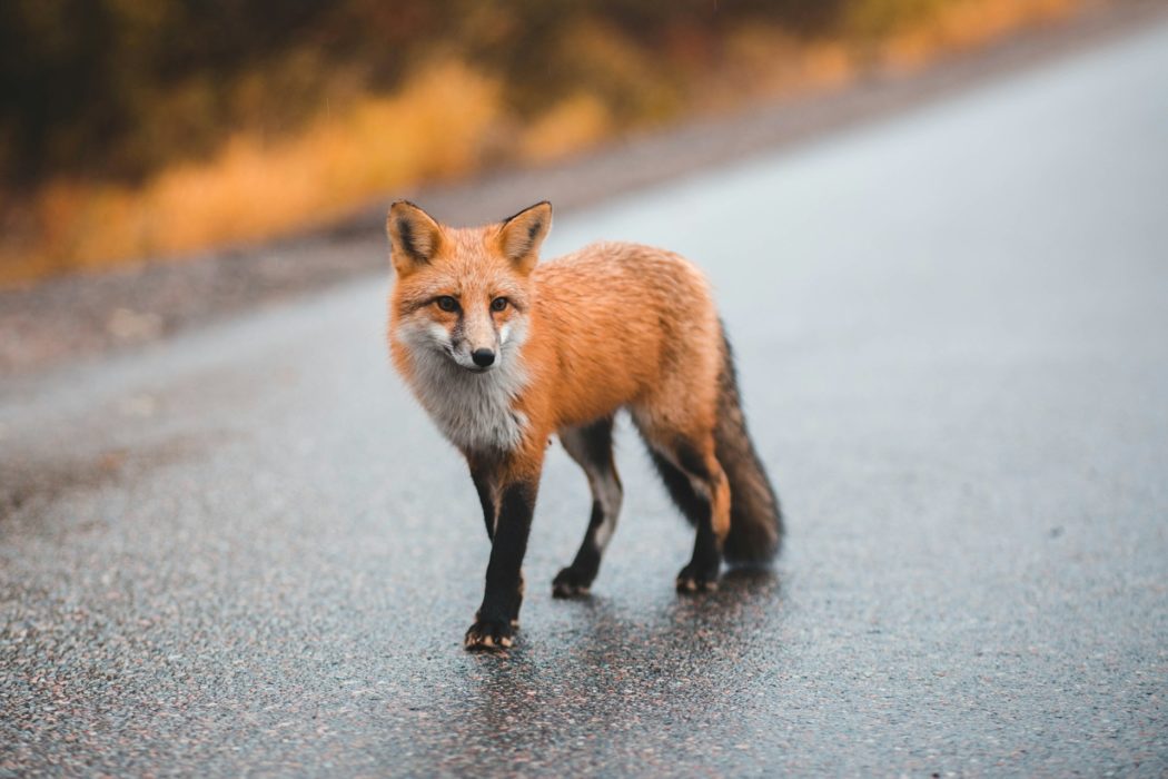 erik-mclean-OVWn1sbGIYQ-unsplash