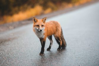 Jäger erlöst Fuchs: Tierschützer zeigen den Waidmann an