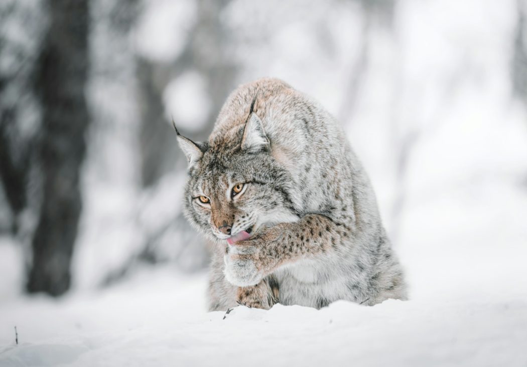 federico-di-dio-photography–eYeSrNBFu8-unsplash