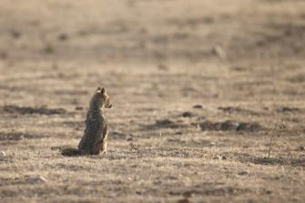 Goldschakal breitet sich in Deutschland aus: Experten sind überrascht!