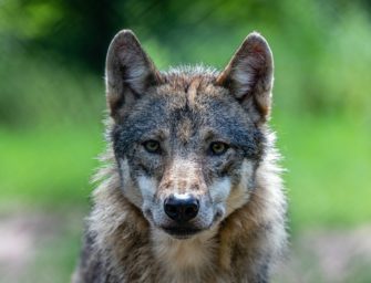 Wölfe in der Paarungszeit: Wie verhält man sich bei einer Begegnung?