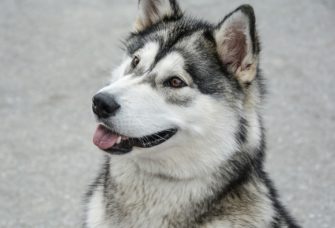 Jäger erschießt Hund: Plötzliche Wendung vor Gericht