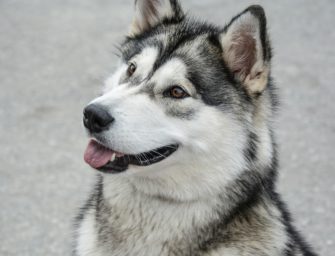 Jäger erschießt Hund: Plötzliche Wendung vor Gericht