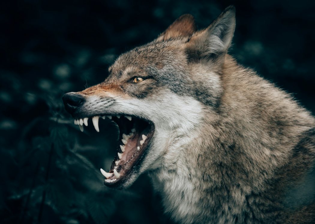 philipp-pilz-QZ2EQuPpQJs-unsplash