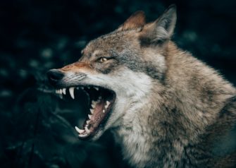 Der Wolf im Rheinland: Tiere kommen den Menschen immer näher!