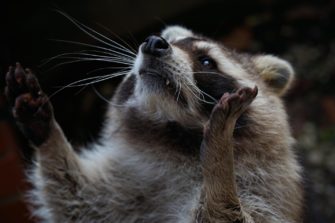 Waschbär im Visier: Schonzeit in Hessen soll abgeschafft werden
