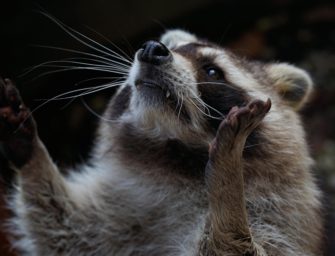Waschbär im Visier: Schonzeit in Hessen soll abgeschafft werden