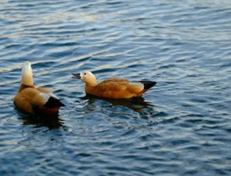 Trump Jr.: Große Kontroverse um Jagd in Italien