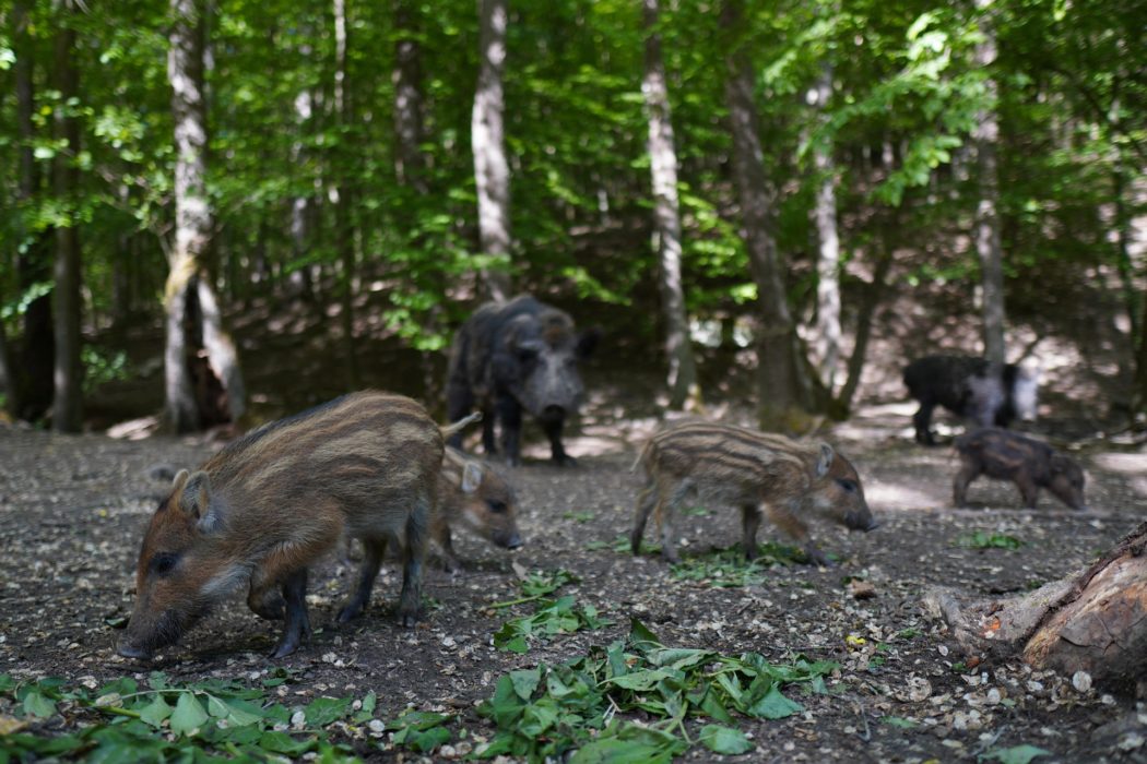 wild-boar-5219745_1920