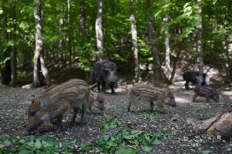 Illegale Auswilderung: Wildtiere in Nationalpark ausgesetzt