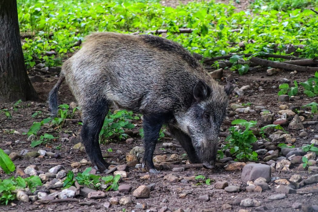 wild-boar-6524663_1280