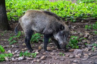 Aggressives Wildschwein verletzt Familienhund schwer