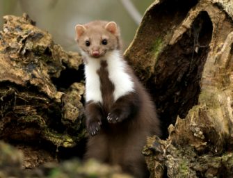 Wie der Marder für Probleme sorgt: Stromausfälle betreffen hunderte Haushalte
