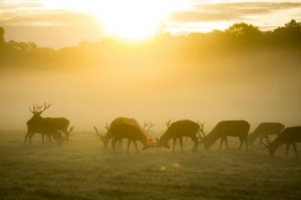 Hirsche dürfen in Baden-Württemberg wandern: Minister äußert sich
