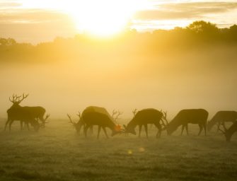 Hirsche dürfen in Baden-Württemberg wandern: Minister äußert sich