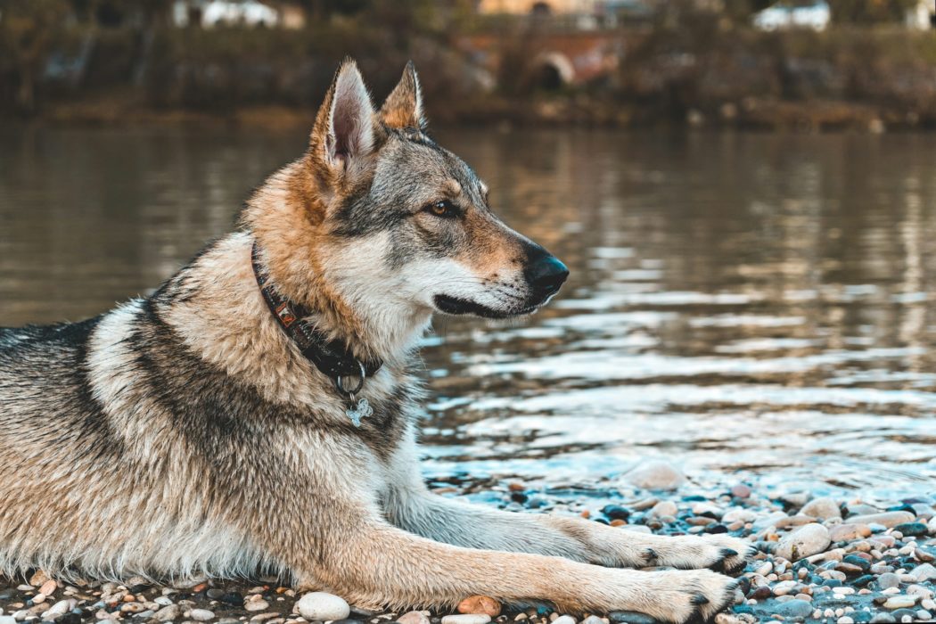 francesco-bazzani-PC-FNqRvhSY-unsplash