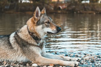 Wolf bei Bottrop und Erkrath: Das Raubtier in deutschen Städten