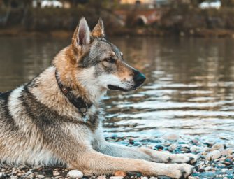 Wolf tot aufgefunden: Illegaler Abschuss in Altenkirchen