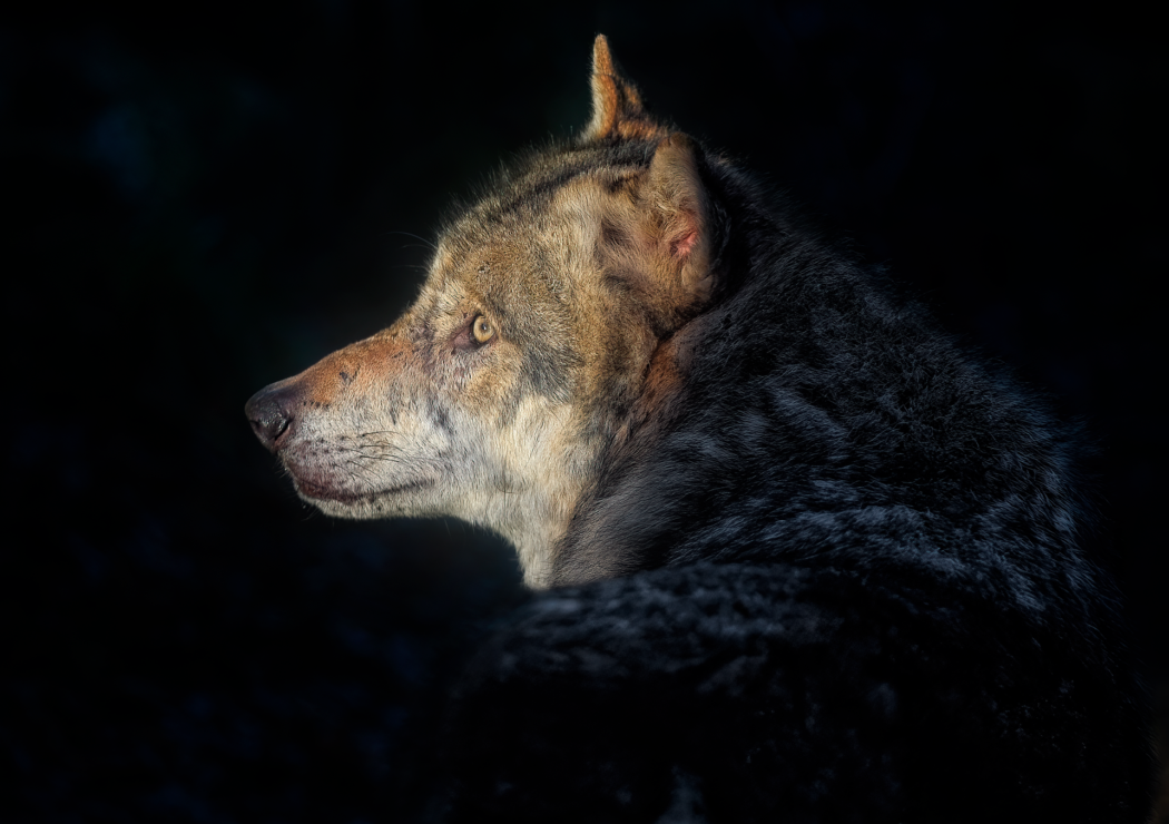 grey-wolf-8492789_1920