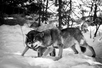Der Wolf in Brandenburg: Wolfsmanagement schon diese Woche?