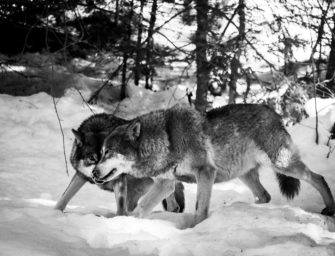 Der Wolf in Brandenburg: Wolfsmanagement schon diese Woche?