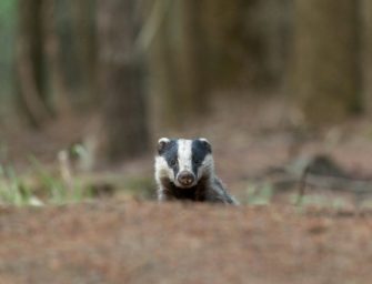 Gefährdet der Dachs die Infrastruktur? Bahnstrecke über Monate gesperrt