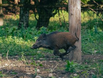 Wildschwein verletzt drei Menschen in den Pfälzer Weinbergen