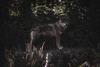 Wölfe in Brandenburg – Raubtiere in der Nähe von Spielplätzen und Schulen