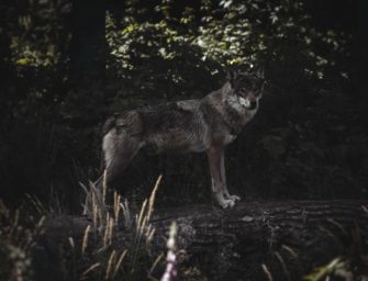 Wölfe in Brandenburg – Raubtiere in der Nähe von Spielplätzen und Schulen