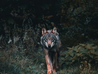 Wolf soll sich Kindern aus Waldkindergarten genähert haben