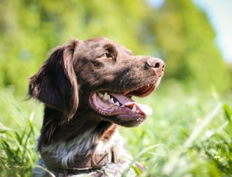Jagdhunde in Brandenburg: Knapp 800 Hunde geprüft