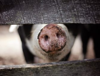 Afrikanische Schweinepest breitet sich in Baden-Württemberg aus