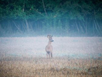 Illegaler Eindringling: Wie ein Reh beim Verfassungsschutz einzog