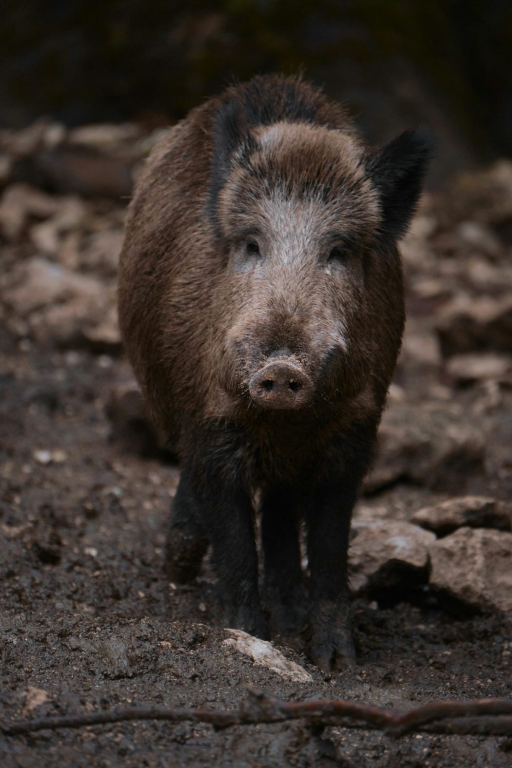 tim-schmidbauer-1_MEgcdImH0-unsplash