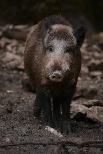 Wildschweine graben Deich um – müssen Anwohner nun zahlen?