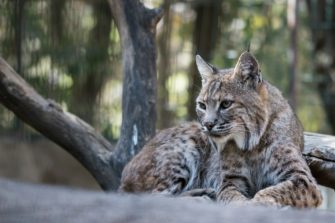 Luchs tot im Aargau gefunden – Tier wurde illegal getötet