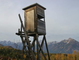 Landesjagdverband reagiert: Schonzeit von Muffelwild aufgehoben