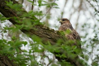 Tote Greifvögel in Niederbayern – Wilderei wahrscheinlich