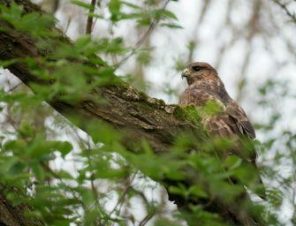 Tote Greifvögel in Niederbayern – Wilderei wahrscheinlich