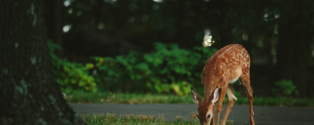 Wildunfälle im Frühling: Zeitumstellung birgt große Gefahren!