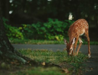 Wildunfälle im Frühling: Zeitumstellung birgt große Gefahren!