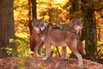 Auf Wölfe abgesehen: Wilderer legt Giftköder aus