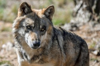 Wolf in der Rhön getötet: Ermittlungen eingestellt