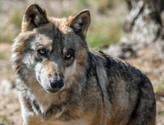 Wolf in der Rhön getötet: Ermittlungen eingestellt