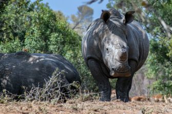 Nashörner in Südafrika: Ein Land im Kampf gegen die Wilderei