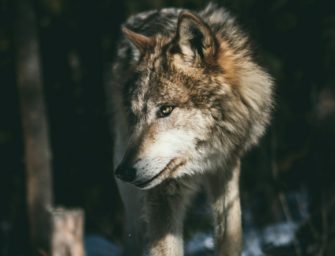 Wolf im Kreis Konstanz: Mehrere Sichtungen kürzester Zeit?
