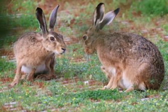 Niederwild im Fokus: 10 spannende Fakten zu Fuchs, Hase und Co.