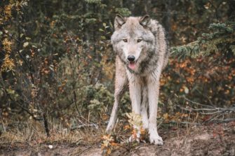 Wolfsrisse: Jäger sollen bald auch begutachten können