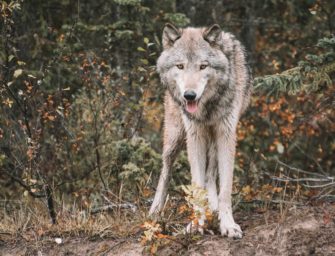 Wolfsrisse: Jäger sollen bald auch begutachten können