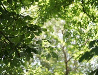 Waldbrand: DJV warnt vor Gefahr schon ab April!